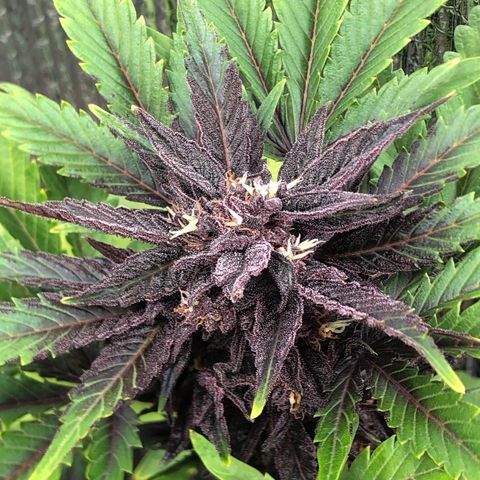 Pink kush CBD auto 🌸💞🌷🐷👙🦩 growlog timeline photo