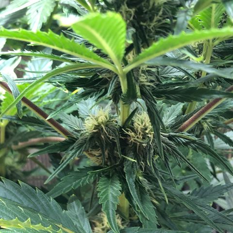 Bruce Banner auto 💪💚🌳👒🦚 growlog timeline photo