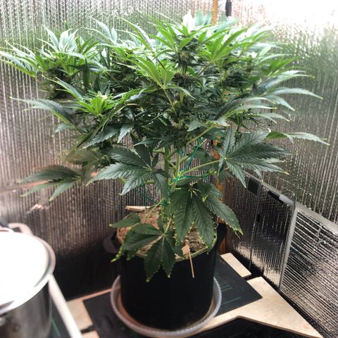 Bruce Banner auto 💪💚🌳👒🦚 growlog timeline photo