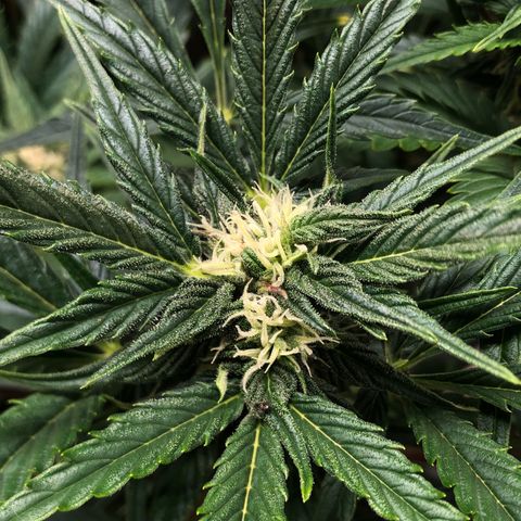Bruce Banner auto 💪💚🌳👒🦚 growlog timeline photo