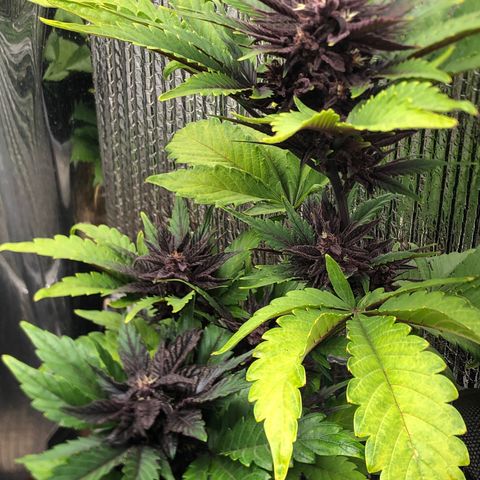 Pink kush CBD auto 🌸💞🌷🐷👙🦩 growlog timeline photo