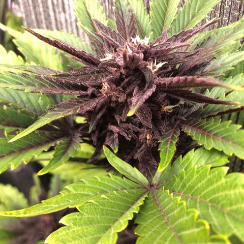 Pink kush CBD auto 🌸💞🌷🐷👙🦩 growlog timeline photo