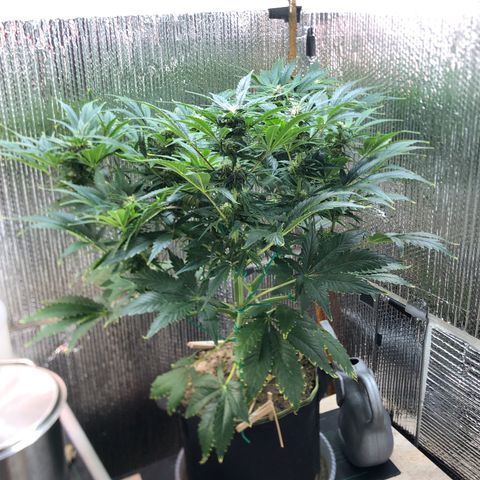 Bruce Banner auto 💪💚🌳👒🦚 growlog timeline photo