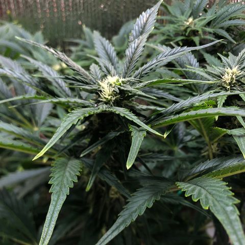 Bruce Banner auto 💪💚🌳👒🦚 growlog timeline photo