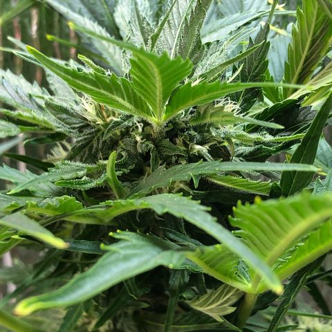 Bruce Banner auto 💪💚🌳👒🦚 growlog timeline photo