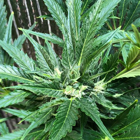 Bruce Banner auto 💪💚🌳👒🦚 growlog timeline photo