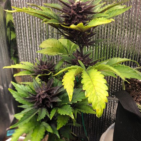 Pink kush CBD auto 🌸💞🌷🐷👙🦩 growlog timeline photo