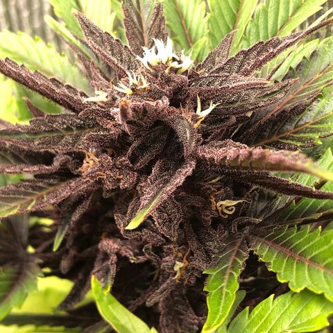 Pink kush CBD auto 🌸💞🌷🐷👙🦩 growlog timeline photo