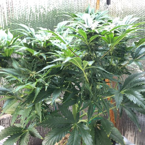 Bruce Banner auto 💪💚🌳👒🦚 growlog timeline photo
