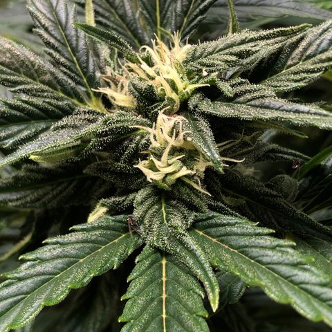 Bruce Banner auto 💪💚🌳👒🦚 growlog timeline photo