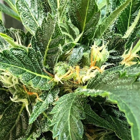 Bruce Banner auto 💪💚🌳👒🦚 growlog timeline photo