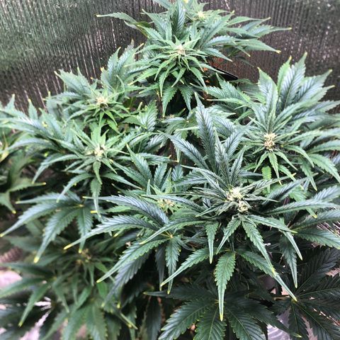 Bruce Banner auto 💪💚🌳👒🦚 growlog timeline photo