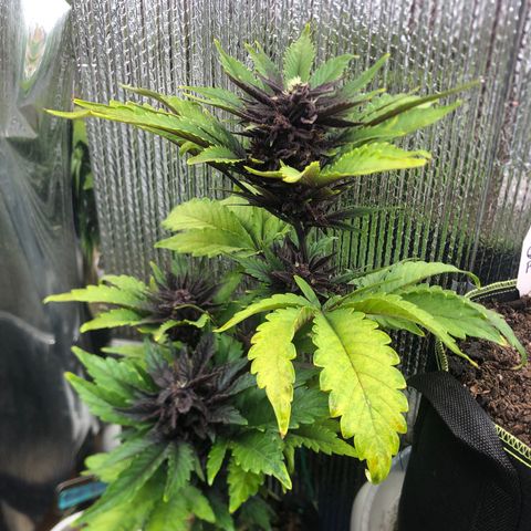 Pink kush CBD auto 🌸💞🌷🐷👙🦩 growlog timeline photo
