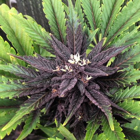 Pink kush CBD auto 🌸💞🌷🐷👙🦩 growlog timeline photo