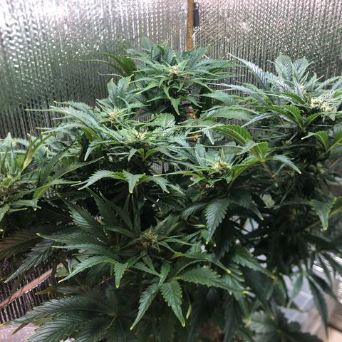 Bruce Banner auto 💪💚🌳👒🦚 growlog timeline photo