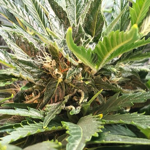 Bruce Banner auto 💪💚🌳👒🦚 growlog timeline photo