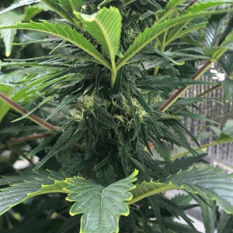 Bruce Banner auto 💪💚🌳👒🦚 growlog timeline photo