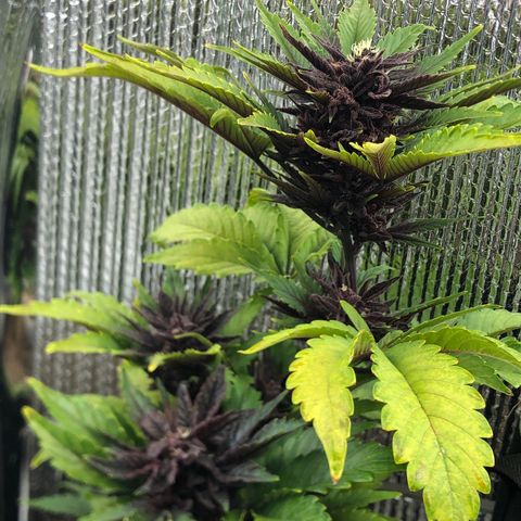 Pink kush CBD auto 🌸💞🌷🐷👙🦩 growlog timeline photo