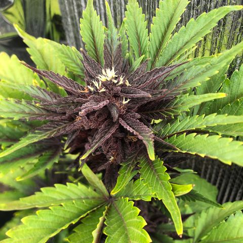Pink kush CBD auto 🌸💞🌷🐷👙🦩 growlog timeline photo