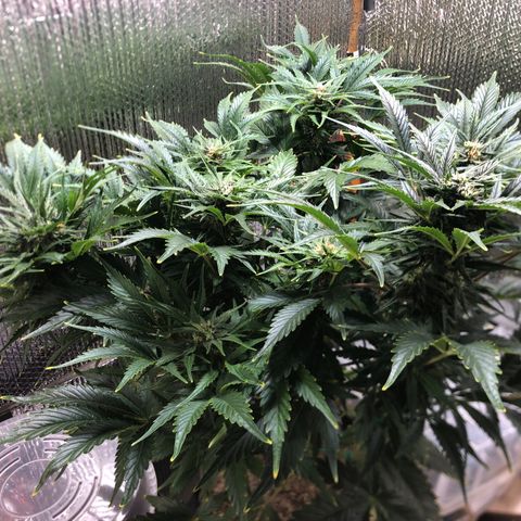 Bruce Banner auto 💪💚🌳👒🦚 growlog timeline photo