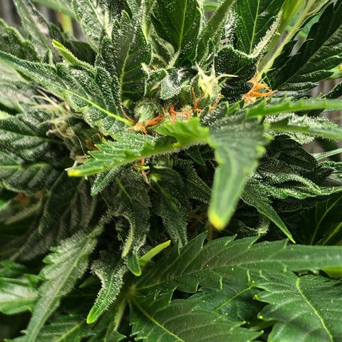 Bruce Banner auto 💪💚🌳👒🦚 growlog timeline photo
