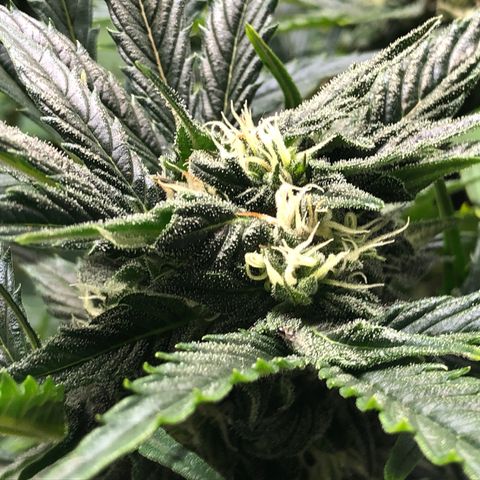 Bruce Banner auto 💪💚🌳👒🦚 growlog timeline photo