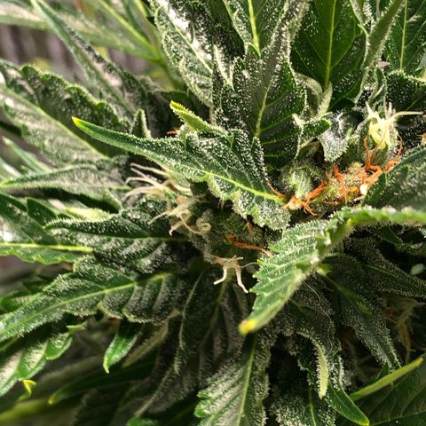 Bruce Banner auto 💪💚🌳👒🦚 growlog timeline photo