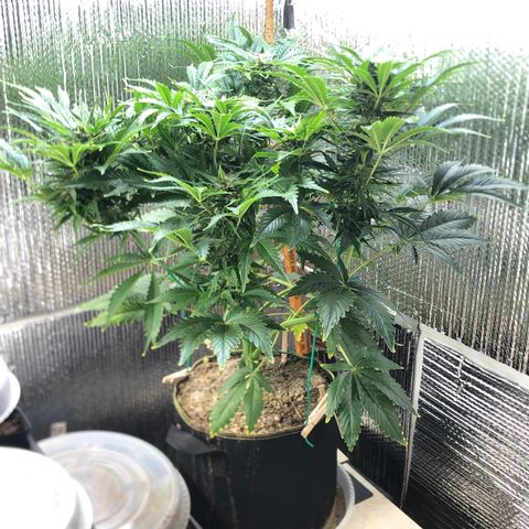 Bruce Banner auto 💪💚🌳👒🦚 growlog timeline photo
