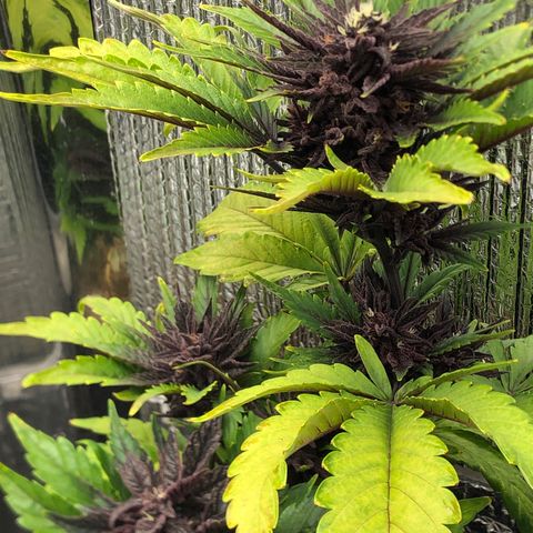 Pink kush CBD auto 🌸💞🌷🐷👙🦩 growlog timeline photo