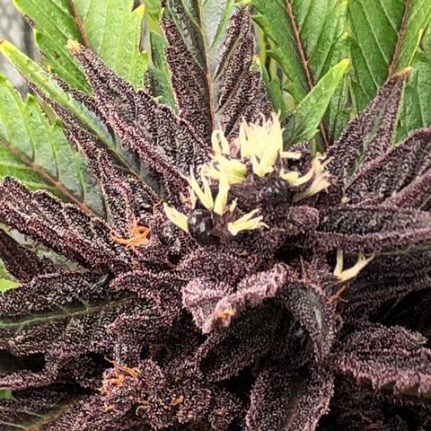 Pink kush CBD auto 🌸💞🌷🐷👙🦩 growlog timeline photo