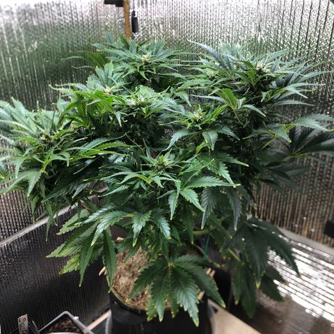 Bruce Banner auto 💪💚🌳👒🦚 growlog timeline photo