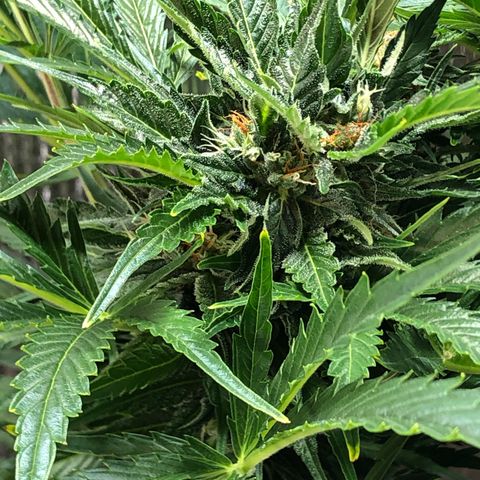 Bruce Banner auto 💪💚🌳👒🦚 growlog timeline photo
