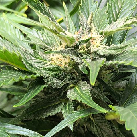 Bruce Banner auto 💪💚🌳👒🦚 growlog timeline photo
