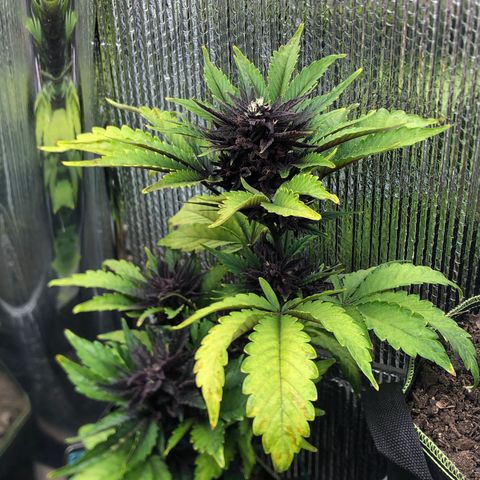 Pink kush CBD auto 🌸💞🌷🐷👙🦩 growlog timeline photo