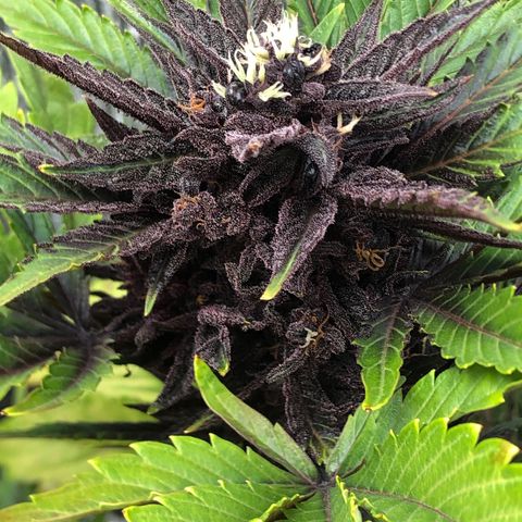 Pink kush CBD auto 🌸💞🌷🐷👙🦩 growlog timeline photo