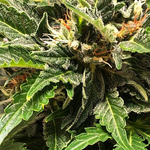 Bruce Banner auto 💪💚🌳👒🦚 growlog timeline photo