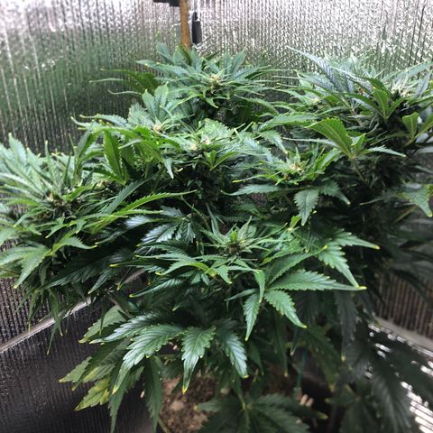 Bruce Banner auto 💪💚🌳👒🦚 growlog timeline photo