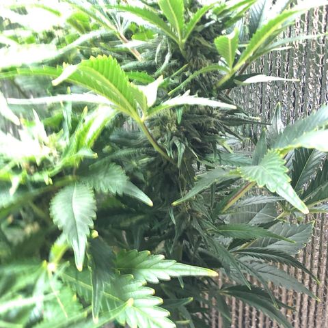 Bruce Banner auto 💪💚🌳👒🦚 growlog timeline photo