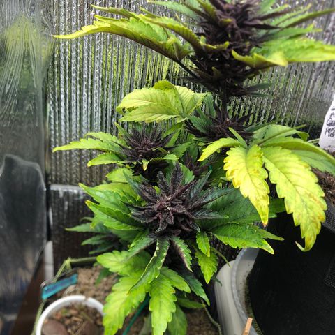 Pink kush CBD auto 🌸💞🌷🐷👙🦩 growlog timeline photo