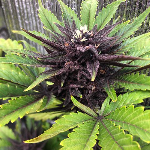 Pink kush CBD auto 🌸💞🌷🐷👙🦩 growlog timeline photo