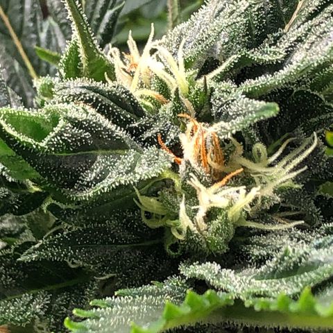 Bruce Banner auto 💪💚🌳👒🦚 growlog timeline photo
