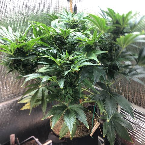 Bruce Banner auto 💪💚🌳👒🦚 growlog timeline photo