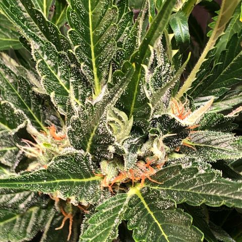 Bruce Banner auto 💪💚🌳👒🦚 growlog timeline photo