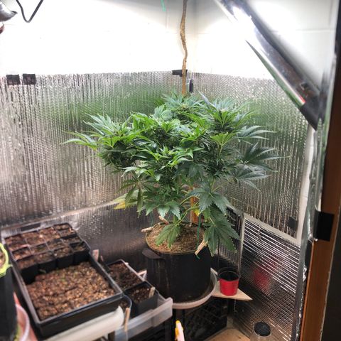 Bruce Banner auto 💪💚🌳👒🦚 growlog timeline photo