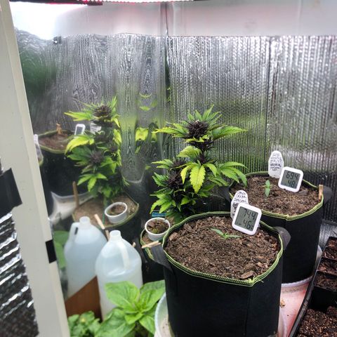 Pink kush CBD auto 🌸💞🌷🐷👙🦩 growlog timeline photo