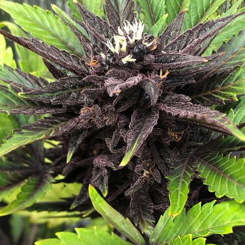 Pink kush CBD auto 🌸💞🌷🐷👙🦩 growlog timeline photo