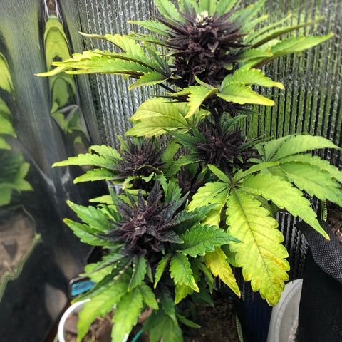 Pink kush CBD auto 🌸💞🌷🐷👙🦩 growlog timeline photo