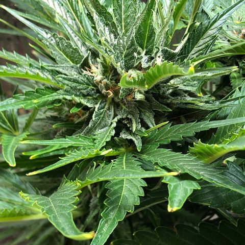Bruce Banner auto 💪💚🌳👒🦚 growlog timeline photo