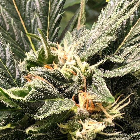 Bruce Banner auto 💪💚🌳👒🦚 growlog timeline photo