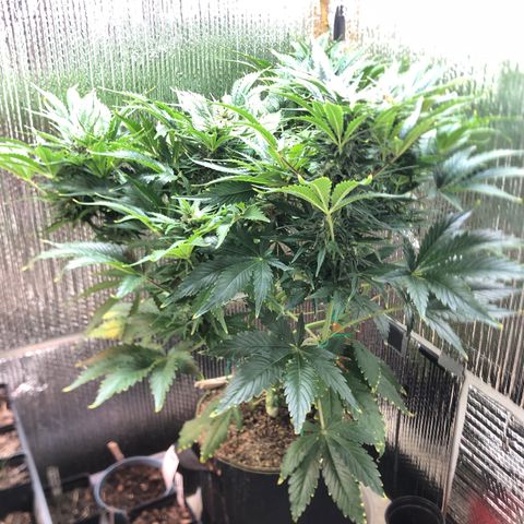 Bruce Banner auto 💪💚🌳👒🦚 growlog timeline photo